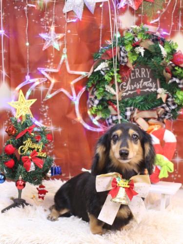 20231203クロスちゃん